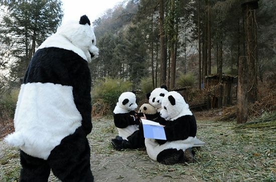 パンダ保護センターによるパンダを自然に帰す時の誘導方法がカワイイ